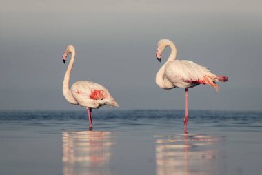 Vahşi Afrika kuşları. Büyük Afrika flamingolarının grup kuşları güneşli bir günde mavi gölde dolaşıyorlar.