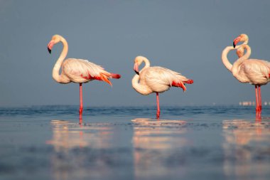 Vahşi Afrika kuşları. Büyük Afrika flamingolarının grup kuşları güneşli bir günde mavi gölde dolaşıyorlar.