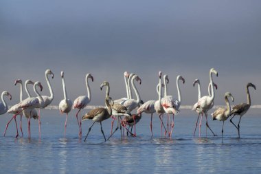 Vahşi Afrika kuşları. Beyaz afrikalı flamingo kuşları güneşli bir günde mavi gölde dolaşıyorlar.