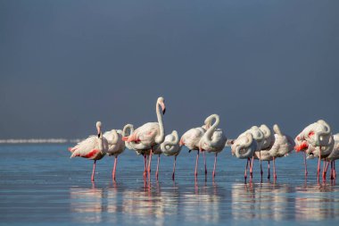 Vahşi Afrika kuşları. Beyaz afrikalı flamingo kuşları güneşli bir günde mavi gölde dolaşıyorlar.