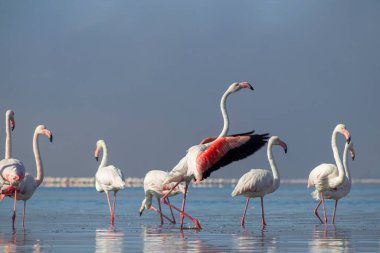 Vahşi Afrika kuşları. Beyaz afrikalı flamingo kuşları güneşli bir günde mavi gölde dolaşıyorlar.