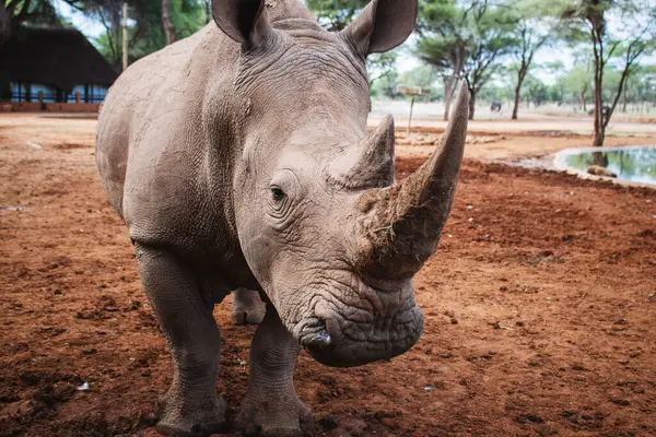 stock image Wild african animals. Portrait of a male bull white Rhino grazing in Etosha National park, Namibia. 