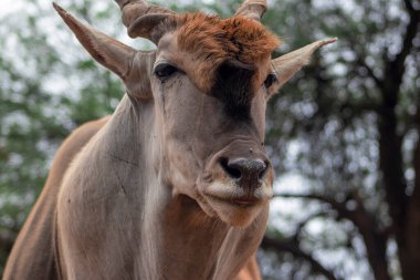 Arazi ya da Eland antilobu, Namibya 'daki Etosha ulusal parkının savanındaki boğa.