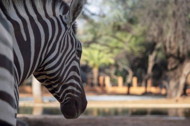 Vahşi Afrikalı hayatı. Savananın ortasında Namibya dağ zebrasını kapatın..