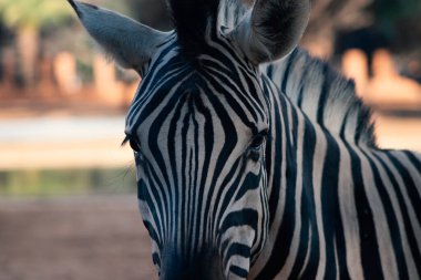 Vahşi Afrikalı hayatı. Savananın ortasında Namibya dağ zebrasını kapatın..