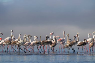 Vahşi Afrika kuşları. Pembe afrikalı flamingo kuşları güneşli bir günde mavi gölde dolaşıyorlar.