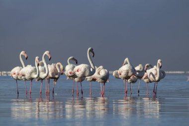 Vahşi Afrika kuşları. Beyaz afrikalı flamingo kuşları güneşli bir günde mavi gölde dolaşıyorlar.