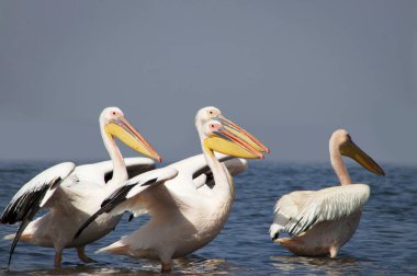 Vahşi Afrika kuşları. Büyük bir pelikan sürüsü mavi bir gölde Parlak gökyüzüne karşı