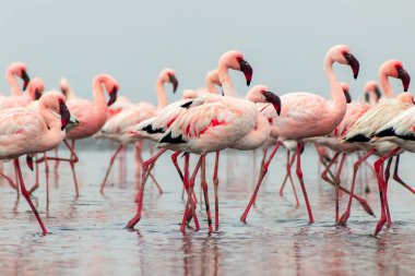 Vahşi Afrika kuşları. Pembe afrikalı flamingo kuşları güneşli bir günde mavi gölde dolaşıyorlar.