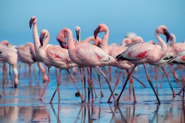 Güzel Afrika flamingolarına yaklaş. Durgun suda yansımalarla duruyorlar. Namibya