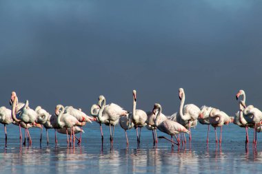 Afrika vahşi kuşları. Gökyüzüne karşı mavi gölde büyük bir flamingo sürüsü