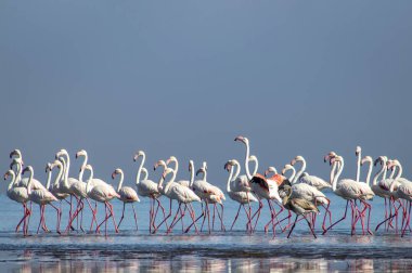 Afrika vahşi kuşları. Gökyüzüne karşı mavi gölde büyük bir flamingo sürüsü