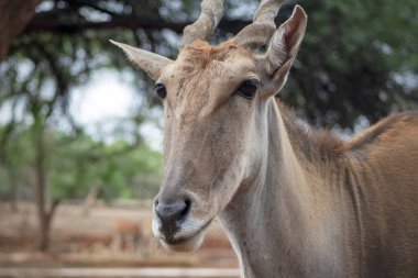 Vahşi yaşam hayvanları. Ulusal park Namibya 'da Eland antilobu