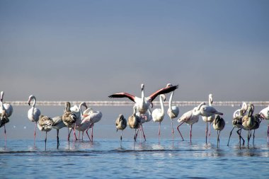 Vahşi Afrika kuşları. Pembe afrikalı flamingo kuşları güneşli bir günde mavi gölde dolaşıyorlar.
