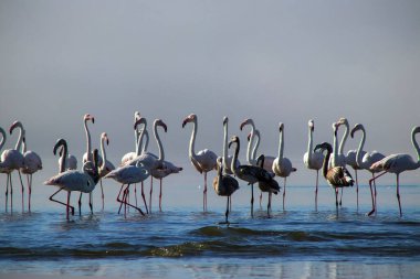 Vahşi Afrika kuşları. Bir grup Afrikalı flamingo güneşli bir günde mavi gölde dolaşıyorlar.
