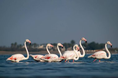 Vahşi Afrika kuşları. Bir grup Afrikalı flamingo güneşli bir günde mavi gölde dolaşıyorlar.