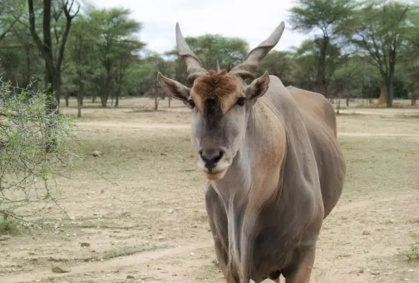 Vahşi yaşam hayvanları. Ulusal park Namibya 'da Eland antilobu