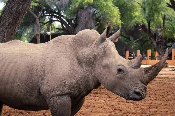 stock image Wild african animals. Portrait of a  white Rhino grazing in a National park