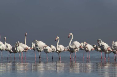 Afrika vahşi kuşları. Gökyüzüne karşı mavi gölde büyük bir flamingo sürüsü