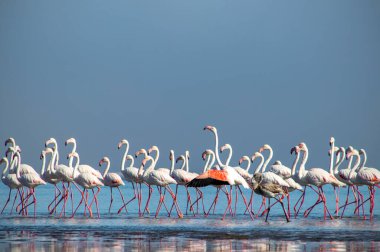 Afrika vahşi kuşları. Gökyüzüne karşı mavi gölde büyük bir flamingo sürüsü