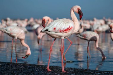 Afrika vahşi kuşları. Gökyüzüne karşı mavi gölde büyük bir flamingo sürüsü