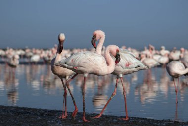 Afrika vahşi kuşları. Gökyüzüne karşı mavi gölde büyük bir flamingo sürüsü