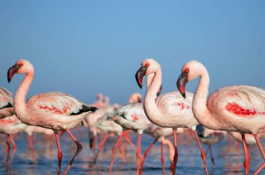 Afrika vahşi kuşları. Gökyüzüne karşı mavi gölde büyük bir flamingo sürüsü