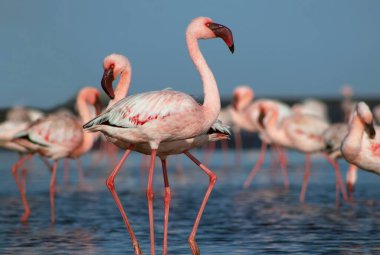 Afrika vahşi kuşları. Gökyüzüne karşı mavi gölde büyük bir flamingo sürüsü