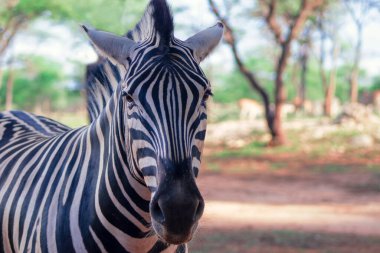 Vahşi bir Afrika hayvanı. Otlaktaki bir dağ zebrasının yakın çekimi. 