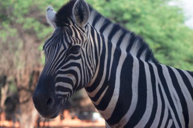 Vahşi bir Afrika hayvanı. Otlaktaki bir dağ zebrasının yakın çekimi. 