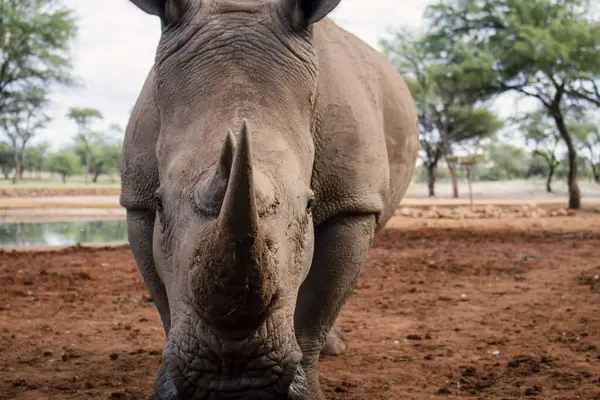 stock image Wild african animals. Portrait of a  white Rhino grazing in a National park