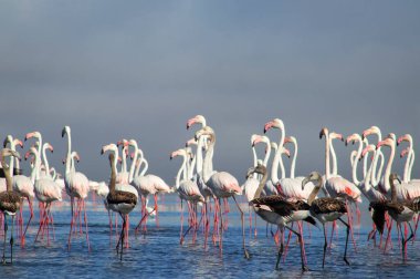Afrika vahşi kuşları. Gökyüzüne karşı mavi gölde büyük bir flamingo sürüsü
