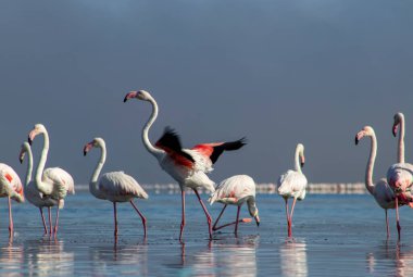 Afrika vahşi kuşları. Gökyüzüne karşı mavi gölde büyük bir flamingo sürüsü