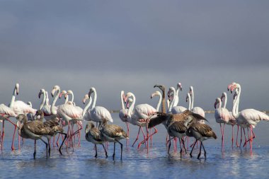 Afrika vahşi kuşları. Gökyüzüne karşı mavi gölde büyük bir flamingo sürüsü