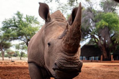 Vahşi Afrika hayvanları. Ulusal parkta otlayan beyaz bir gergedanın portresi.