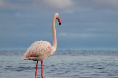 Afrika vahşi kuşları. Yalnız büyük flamingo Sabah mavi gölde