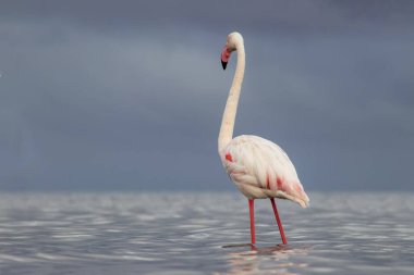 Afrika vahşi kuşları. Yalnız büyük flamingo Sabah mavi gölde