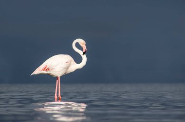 Afrika vahşi kuşları. Yalnız büyük flamingo Sabah mavi gölde