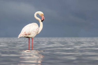 Afrika vahşi kuşları. Yalnız büyük flamingo Sabah mavi gölde