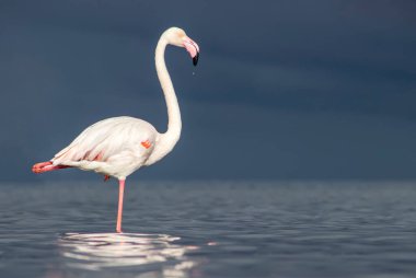 Afrika vahşi kuşları. Yalnız büyük flamingo Sabah mavi gölde