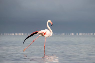 Afrika vahşi kuşları. Yalnız büyük flamingo Sabah mavi gölde