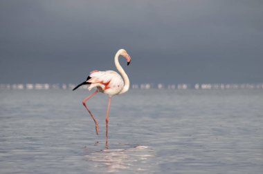 Afrika vahşi kuşları. Yalnız büyük flamingo Sabah mavi gölde