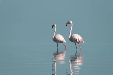 Afrika vahşi kuşları. Sabah mavi gölde iki büyük flamingo.