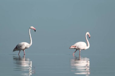 Afrika vahşi kuşları. Sabah mavi gölde iki büyük flamingo.