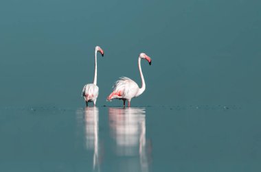 Afrika vahşi kuşları. Sabah mavi gölde iki büyük flamingo.