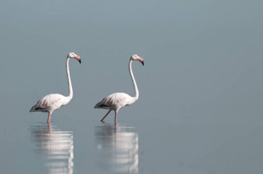 Afrika vahşi kuşları. Sabah mavi gölde iki büyük flamingo.