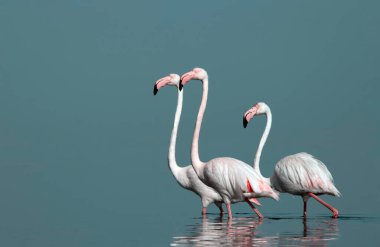 Afrika vahşi kuşları. Gökyüzüne karşı mavi gölde büyük bir flamingo sürüsü