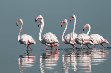 Afrika vahşi kuşları. Gökyüzüne karşı mavi gölde büyük bir flamingo sürüsü