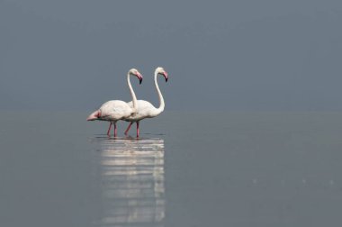 Afrika vahşi kuşları. Sabah mavi gölde iki büyük flamingo.