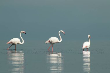 Afrika vahşi kuşları. Gökyüzüne karşı mavi gölde büyük bir flamingo sürüsü